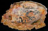 Beautiful Araucaria Petrified Wood Slab - x #6771-3